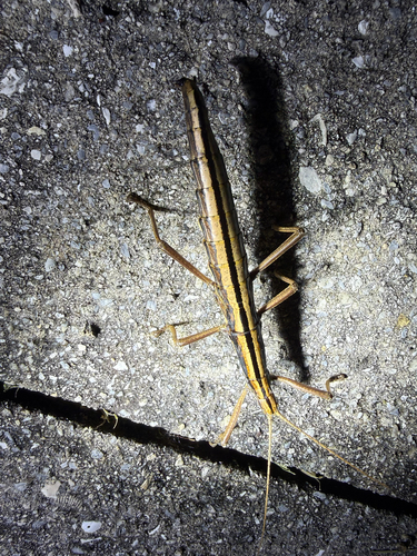 Southern Two-striped Walkingstick