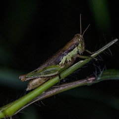 Pseudoxya