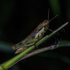 Pseudoxya