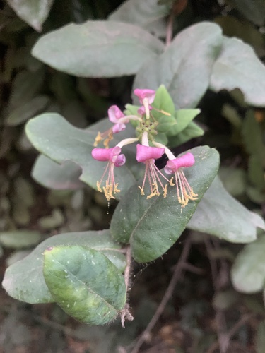 Pink Honeysuckle