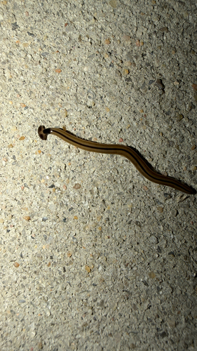 Wandering Hammerhead Worm