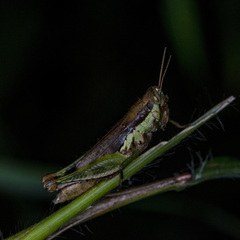 Pseudoxya