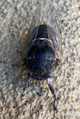 Common Cactus Dodger