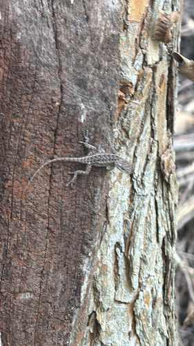Texas Spiny Lizard