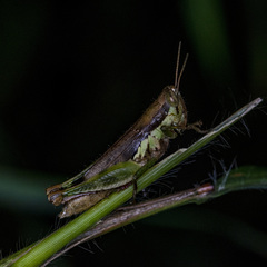 Pseudoxya