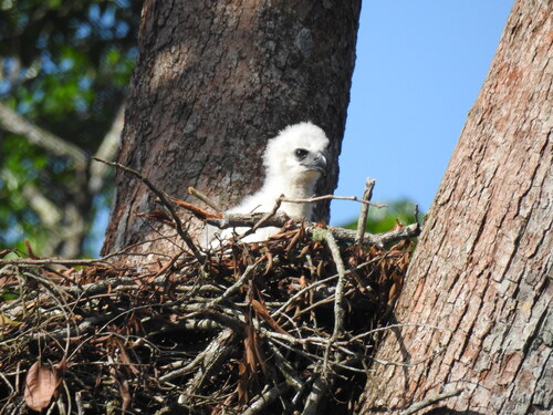 Harpia harpyja photograph by the iNaturalist community