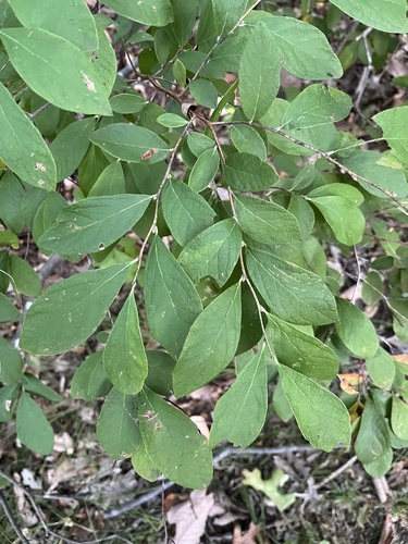 Gaylussacia frondosa, 2026-10-15