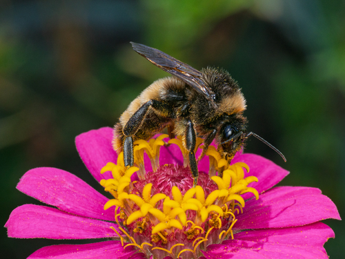 American Bumble Bee