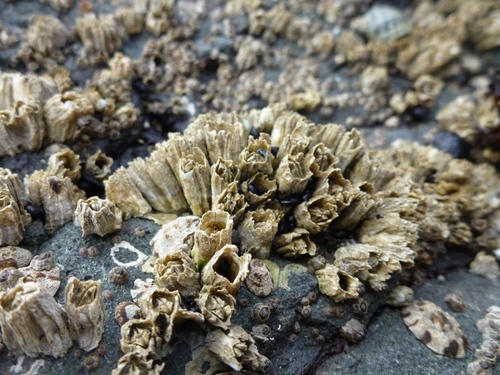 Pacific Acorn Barnacle, photo 5 of 7