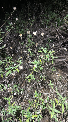 Texas creeping-oxeye