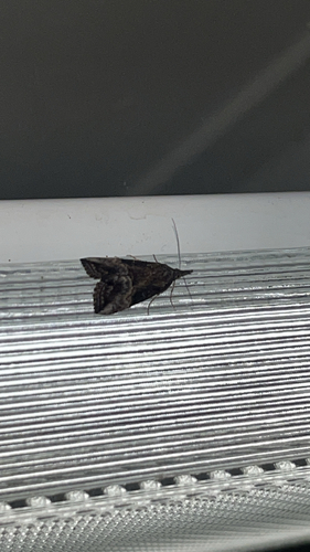 Green Cloverworm Moth