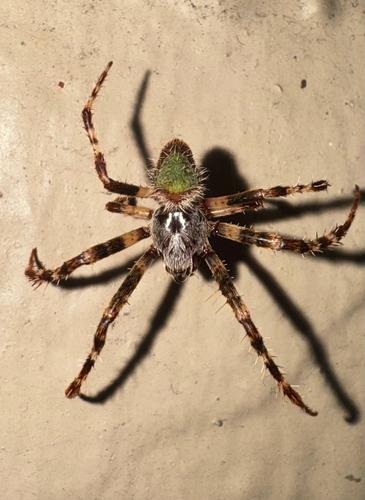 Tropical Orbweaver