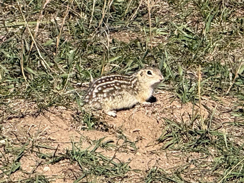 Thirteen-lined Ground Squirrel observed by jjax12
