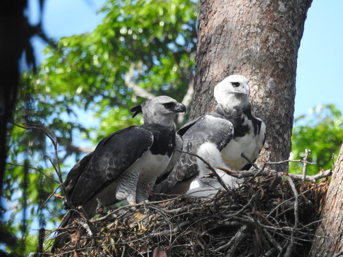 Harpy Eagle, photo 9 of 9