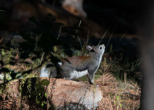 Abert's Squirrel observed by bente_torvund