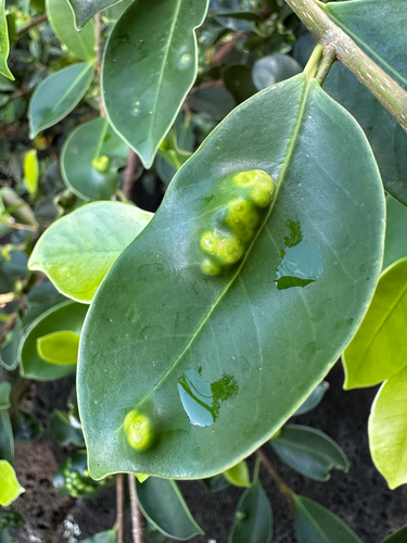 Ficus, 2026-10-15