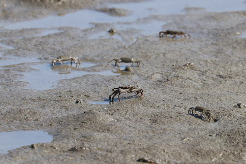 Macrophthalmus abbreviatus observed 2026-10-04