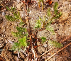 Tanacetum vulgare boreale