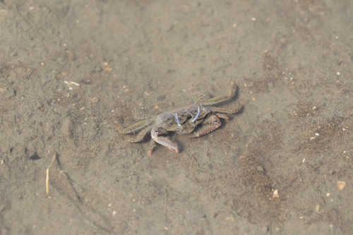 Macrophthalmus abbreviatus observed 2026-10-04