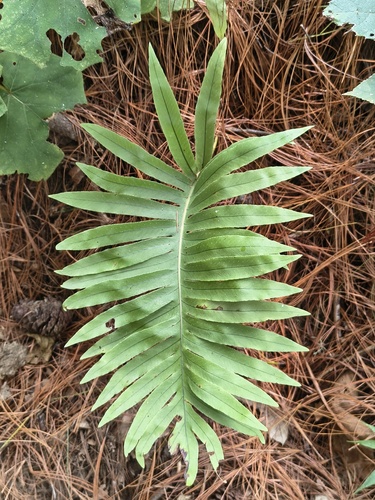 Phlebodium pseudoaureum observed 2026-09-21