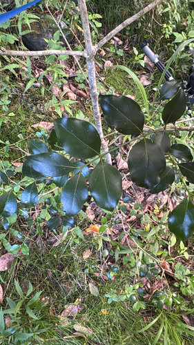 Ixora, 2026-10-15