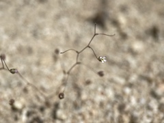 Nemacladus sigmoideus