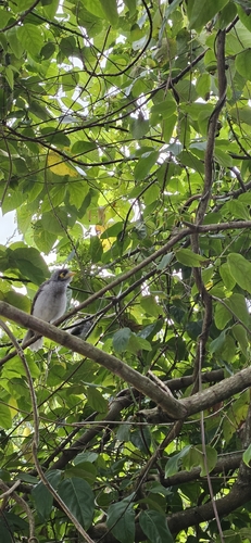 Noisy Miner