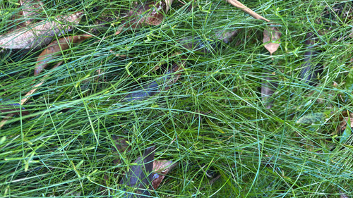 Cyperus gracilis observed 2026-10-15