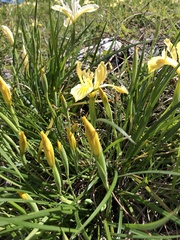 Iris innominata