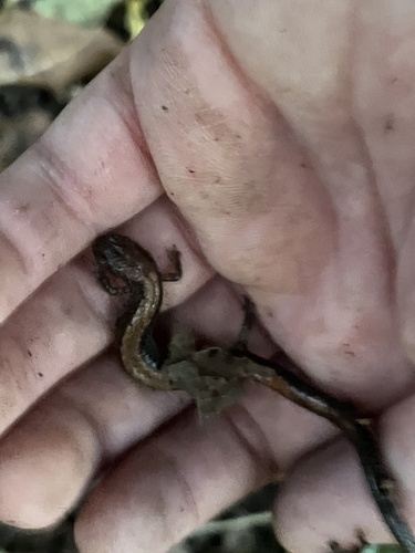 Eastern Red-backed Salamander