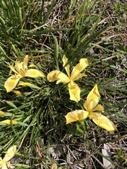 Iris innominata