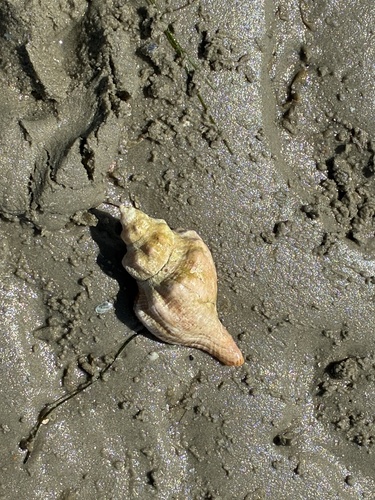 Australian Horse Conch