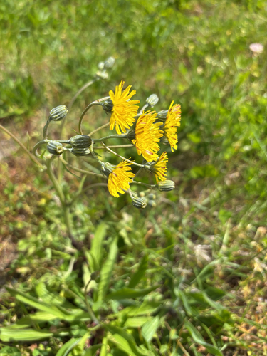 Crepis vesicaria observed 2026-10-16