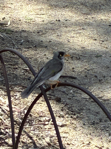 Noisy Miner