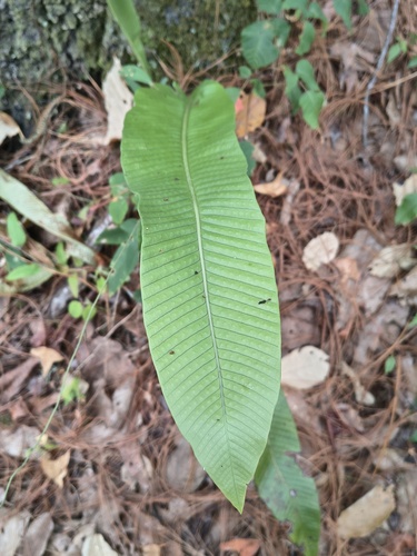 Niphidium crassifolium observed 2026-09-21