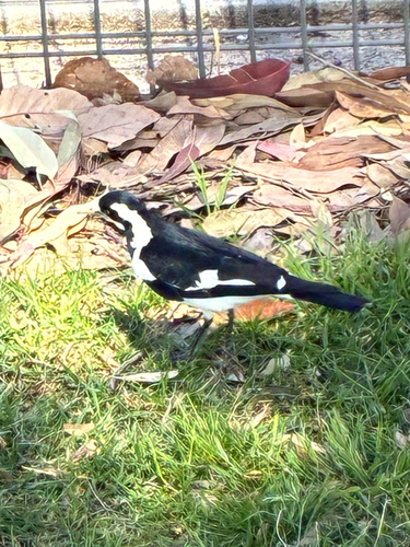 Magpie-lark