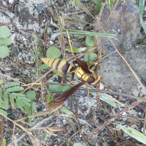 Horse Paper Wasp