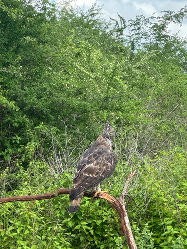 Ceylon Hawk-Eagle