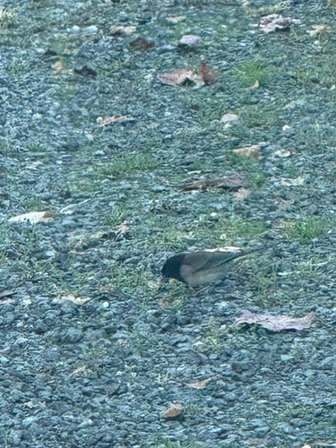 Dark-eyed Junco