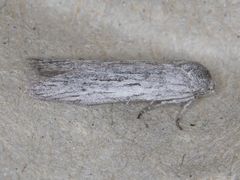 Holcocera gigantella