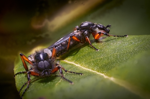 Yellow-footed March fly photo 4
