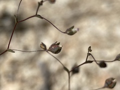 Nemacladus sigmoideus