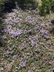 Ceanothus pumilus