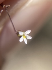 Nemacladus sigmoideus