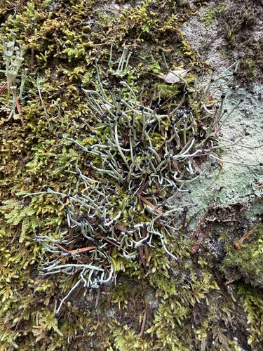 Pilophorus observed 2026-10-13