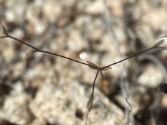 Nemacladus sigmoideus