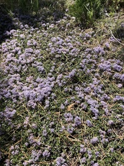 Ceanothus pumilus
