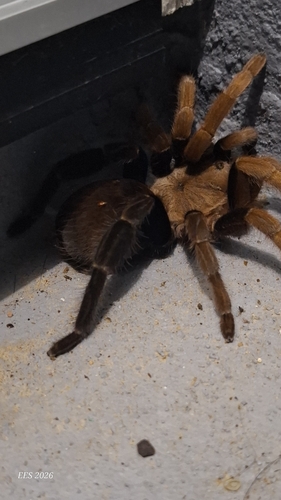 Belize Cinnamon Tarantula