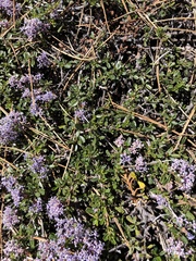 Ceanothus pumilus