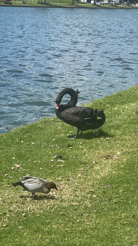 Black Swan